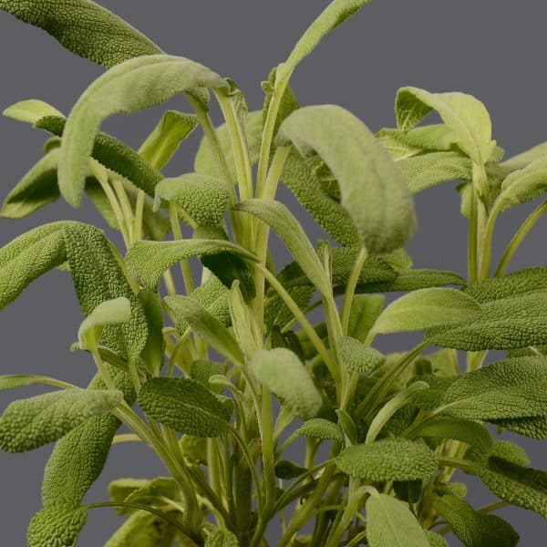 A close-up of a sage plant showing velvety green leaves with a plain background.