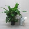 Spathiphyllum lily indoor plant with long green leaves and a white watering can