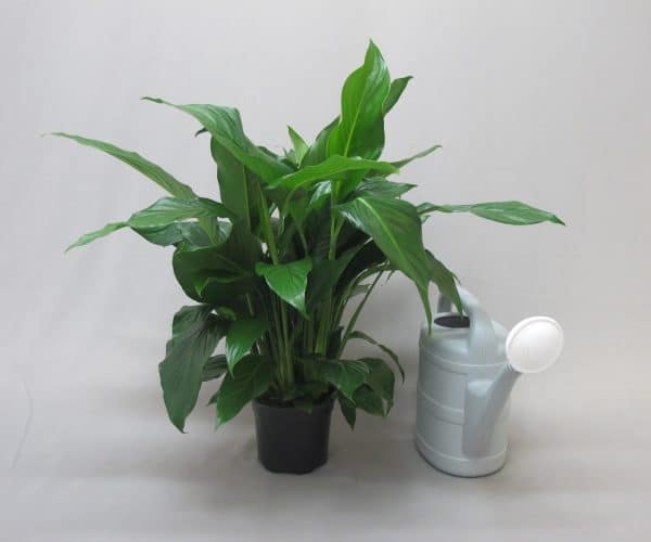 Spathiphyllum lily indoor plant with long green leaves and a white watering can