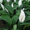 Close-up of the white flowers and dark green leaves of peace lilies growing in a garden.