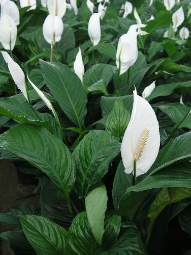 Close-up of the white flowers and dark green leaves of peace lilies growing in a garden.