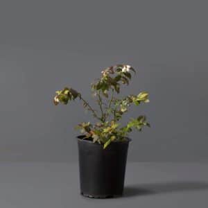 Legacy Blueberry 20cm