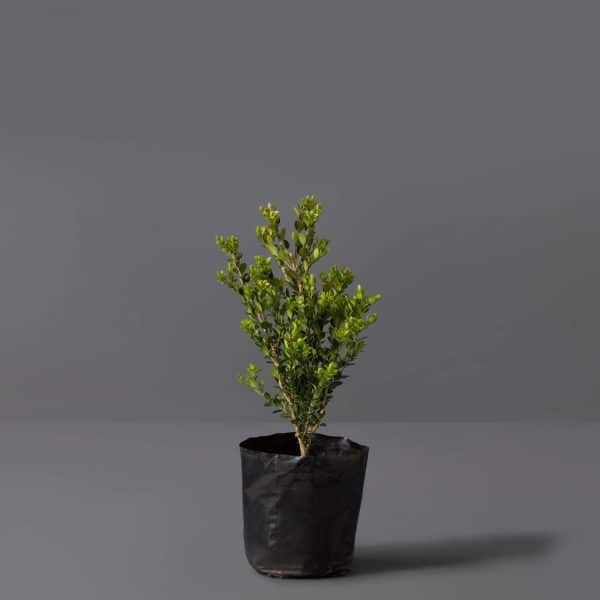 Small shrub-like plant with small dark green leaves on brown stems in a black pot.