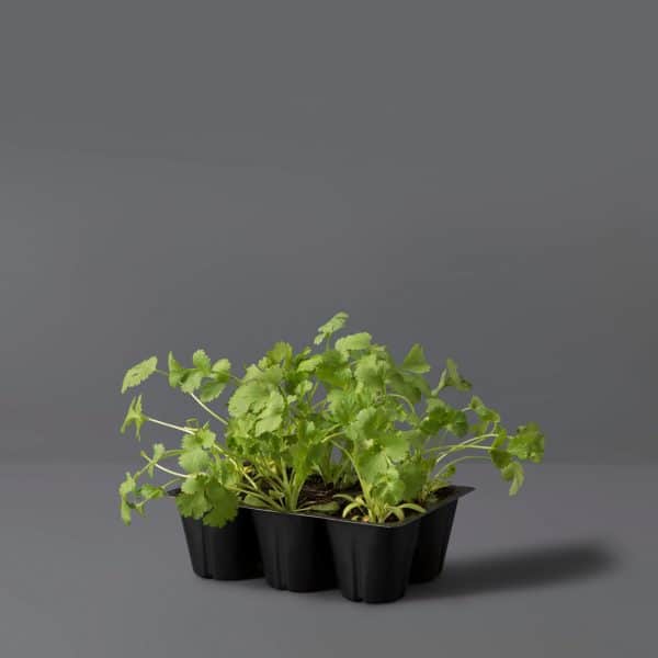 Small green coriander plants growing in a black seedling tray, set against a dark background.