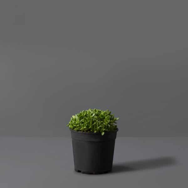 Tiny, compact green leaves of a plant growing in a black pot.