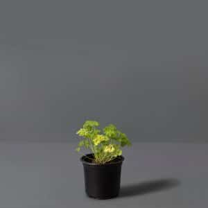 Curly Moss Parsley 12cm