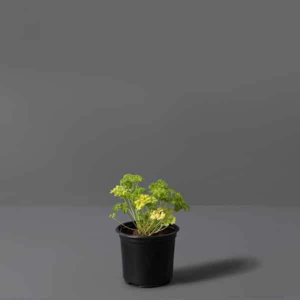 A small black pot containing curly moss parsley, set against a grey background.