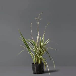 Dianella Tasmanica 4kg