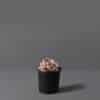A small pink succulent plant growing in a black plastic pot against a grey background.