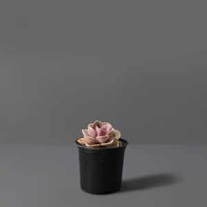 Echeveria Perle von Nurnberg 15cm