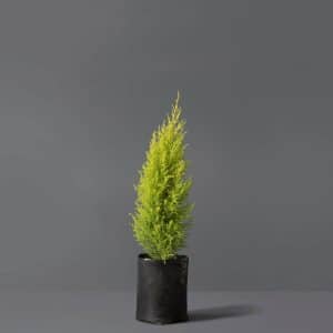 Gold Crest Conifer 20cm