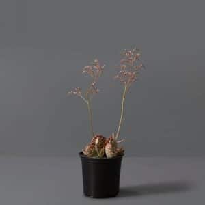 Kalanchoe Humilis Desert 15cm
