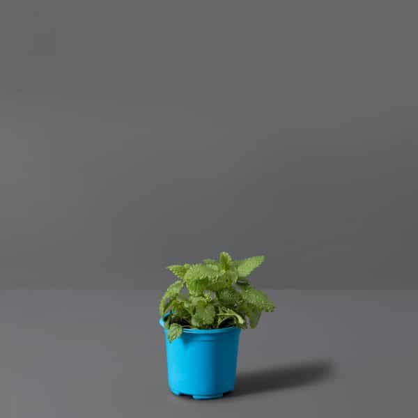 A small blue pot containing lemon balm, set against a grey background.