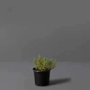 Lemon Thyme 12cm