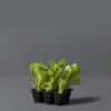 A punnet of lettuce plants growing in a black seedling tray.