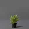 A small black pot containing marjoram, set against a grey background.