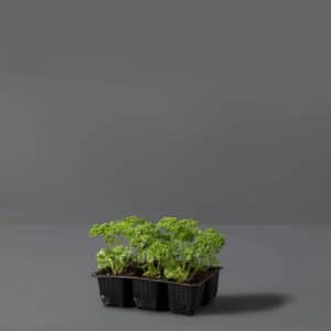 Parsley 6-Pack