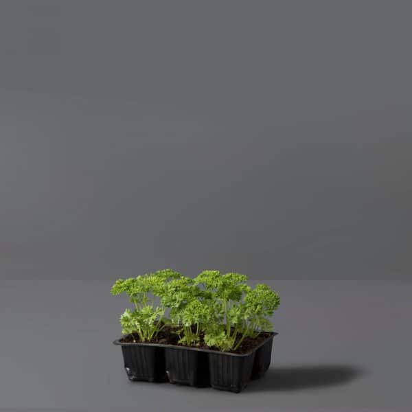 Small green parsley plants growing in a black seedling tray, set against a dark background.