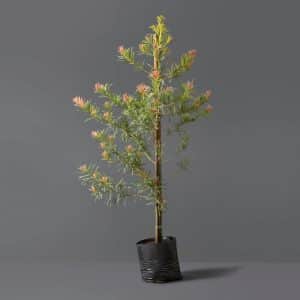 Podocarpus Latifolius 20kg