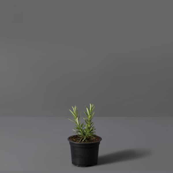 A small rosemary bush growing in a black pot set against a grey background.
