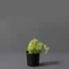Succulent with plump, rounded green leaves in a black pot against a grey background.