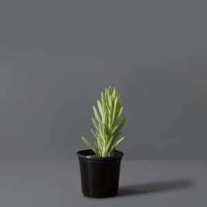 Senecio Ficoides 15cm