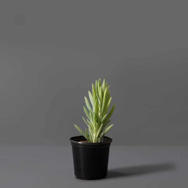 Spiky green succulent leaves growing upright from a black pot against a grey background.