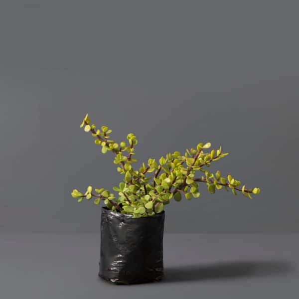 A Spekboom plant with a green stem and small yellow leaves branching off, against a grey background.