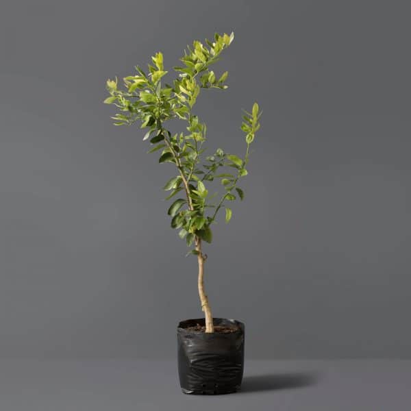 A young lime tree with vibrant green leaves and a tall stem growing in a black plastic bag.