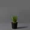 A small black pot containing wild garlic, set against a grey background.