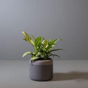 Aglaonema ‘Silver Queen’ 15cm in dark blue pot