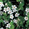 Close-up of small, white, six-petaled flowers on a green leafy background.
