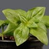 A close-up of a basil plant showing bright green leaves with a plain background.