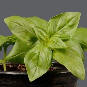 Sweet basil 12cm