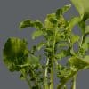 A close-up of a rocket plant showing bright green leaves with a plain background.