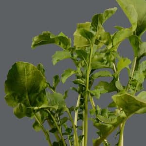 Sweet Rocket 12cm