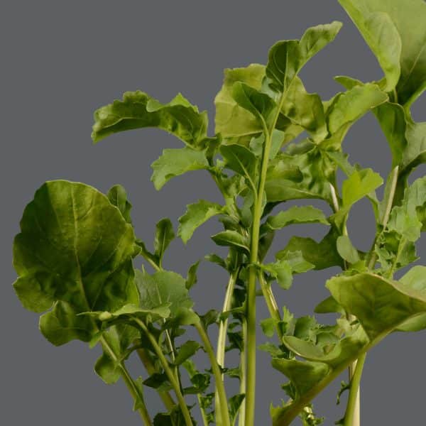 A close-up of a rocket plant showing bright green leaves with a plain background.