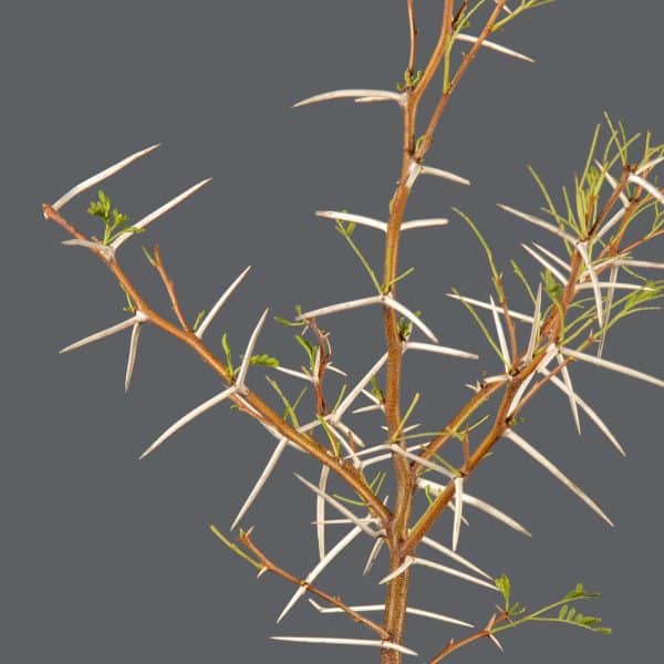 A close-up of a Sweet-Thorn Tree with a small amount of leaves and thick, white thorns on it