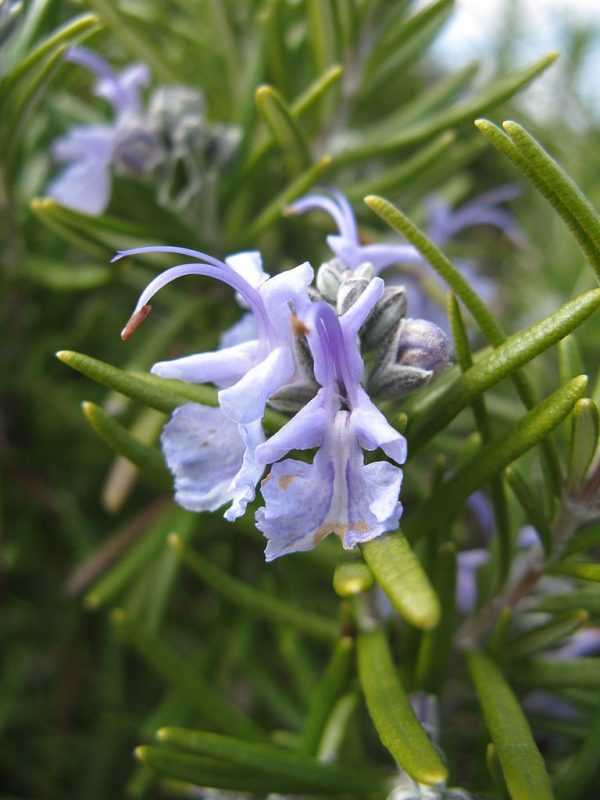 Close-up of the purple flowers on a rosemary bush, with green leaves in the background.