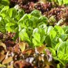 A bed of brown and bright green lettuce plants growing in soil.