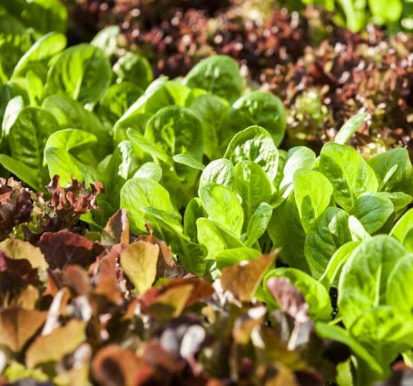 A bed of brown and bright green lettuce plants growing in soil.