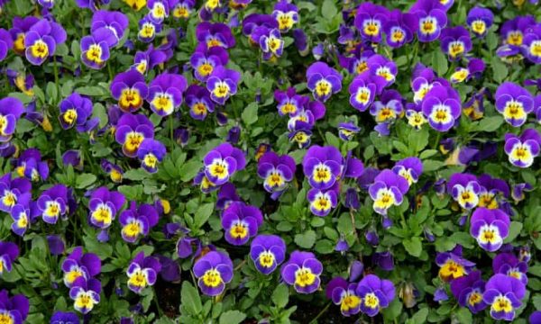 A close-up of a cluster of vibrant purple and yellow viola flowers.