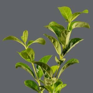VIBURNUM SINENSIS 17CM