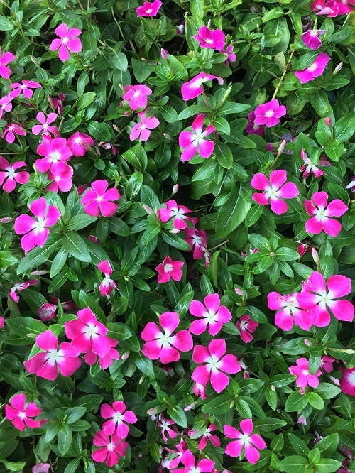 A vinca plant with bright emerald leaves and peppered with pink and white flowers.
