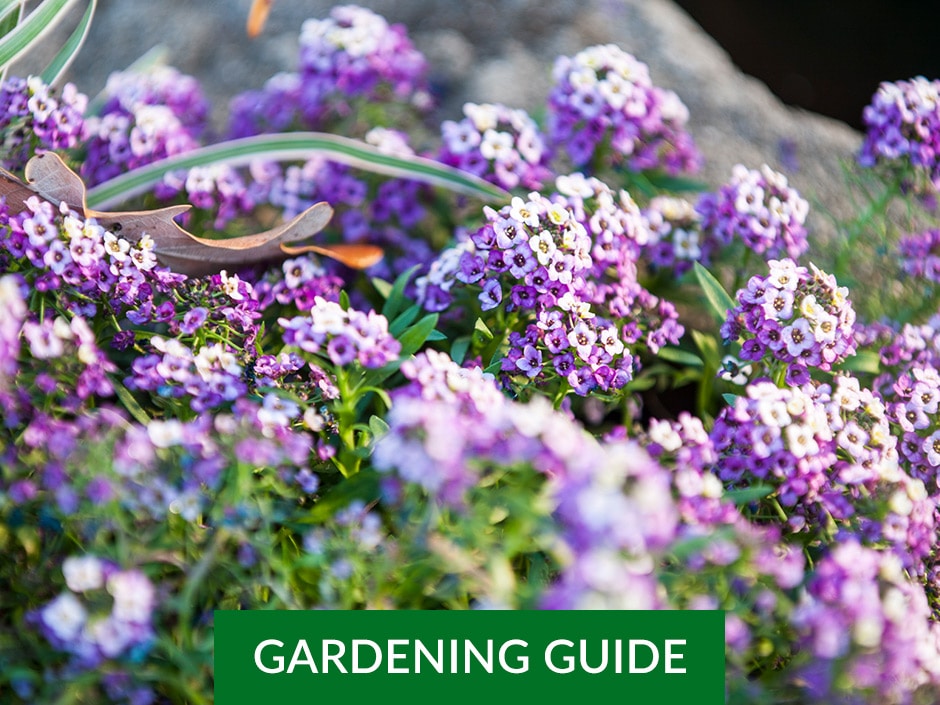 A bunch of little white and purple flowers with a sign saying "Gardening Guide" on the bottom of the image.