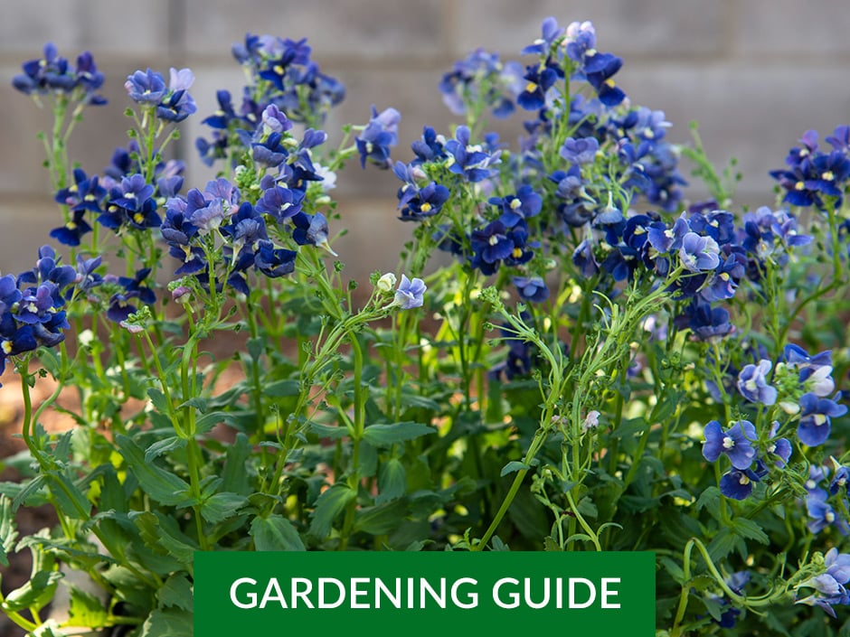 Blue cornflowers growing densely together in a garden bed.