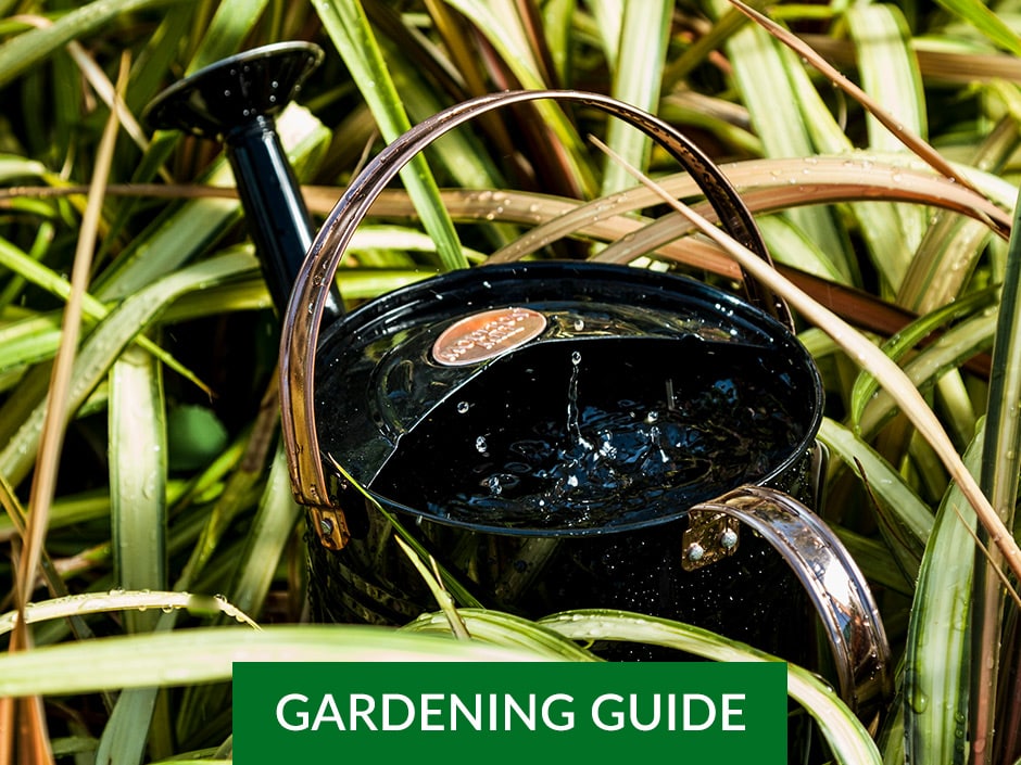 A black watering can filled with water sitting in the middle of a green plant.