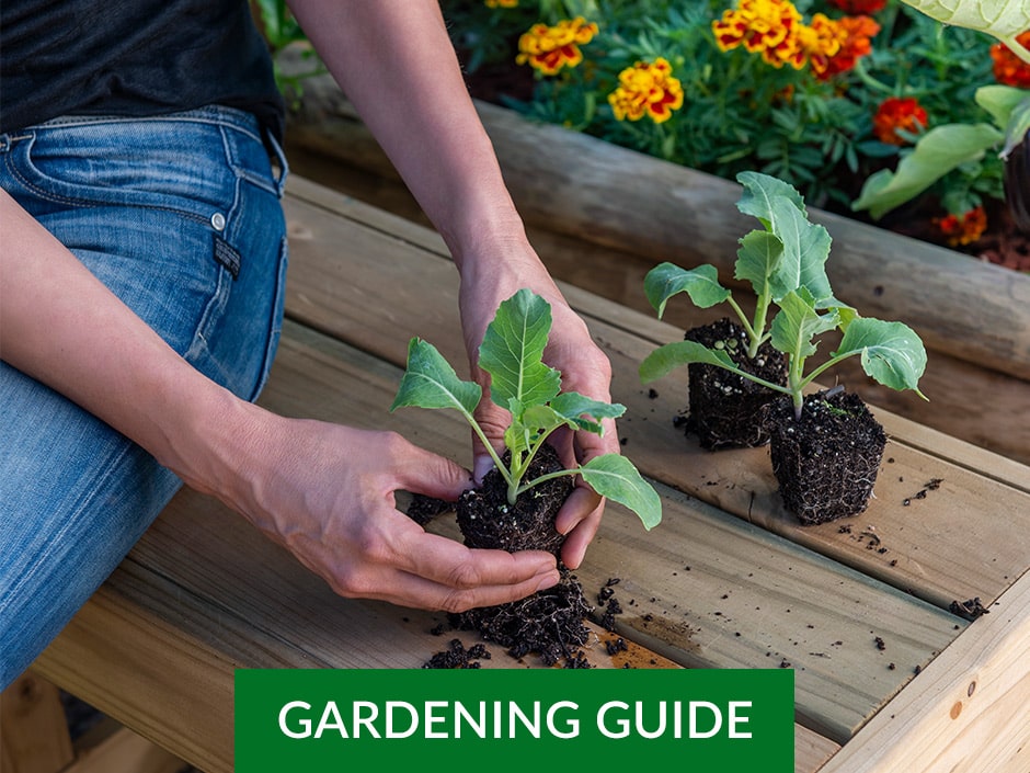 A person holding a seedling plant about to be planted into a flower bed with two more sitting next to it on the right.