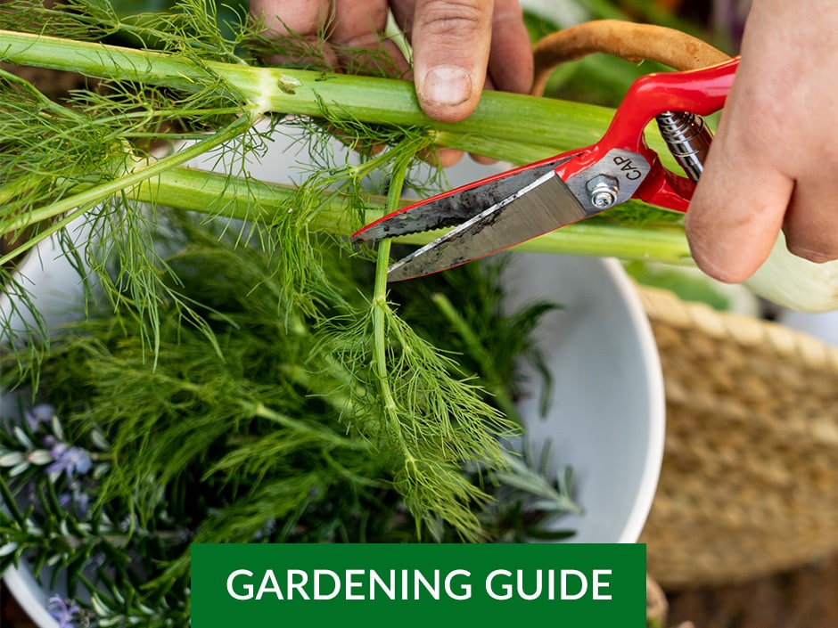 A close-up of two hands, one holding a bunch of fennel and the other holding a pair of gardening shears cutting a piece of fennel. There is a white bowl filled with fennel in the background.