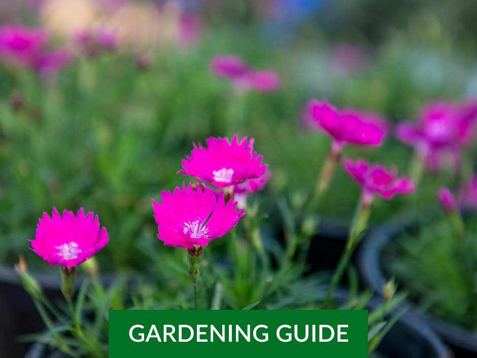Pink carnation flowers with text overlay reading "GARDENING GUIDE".